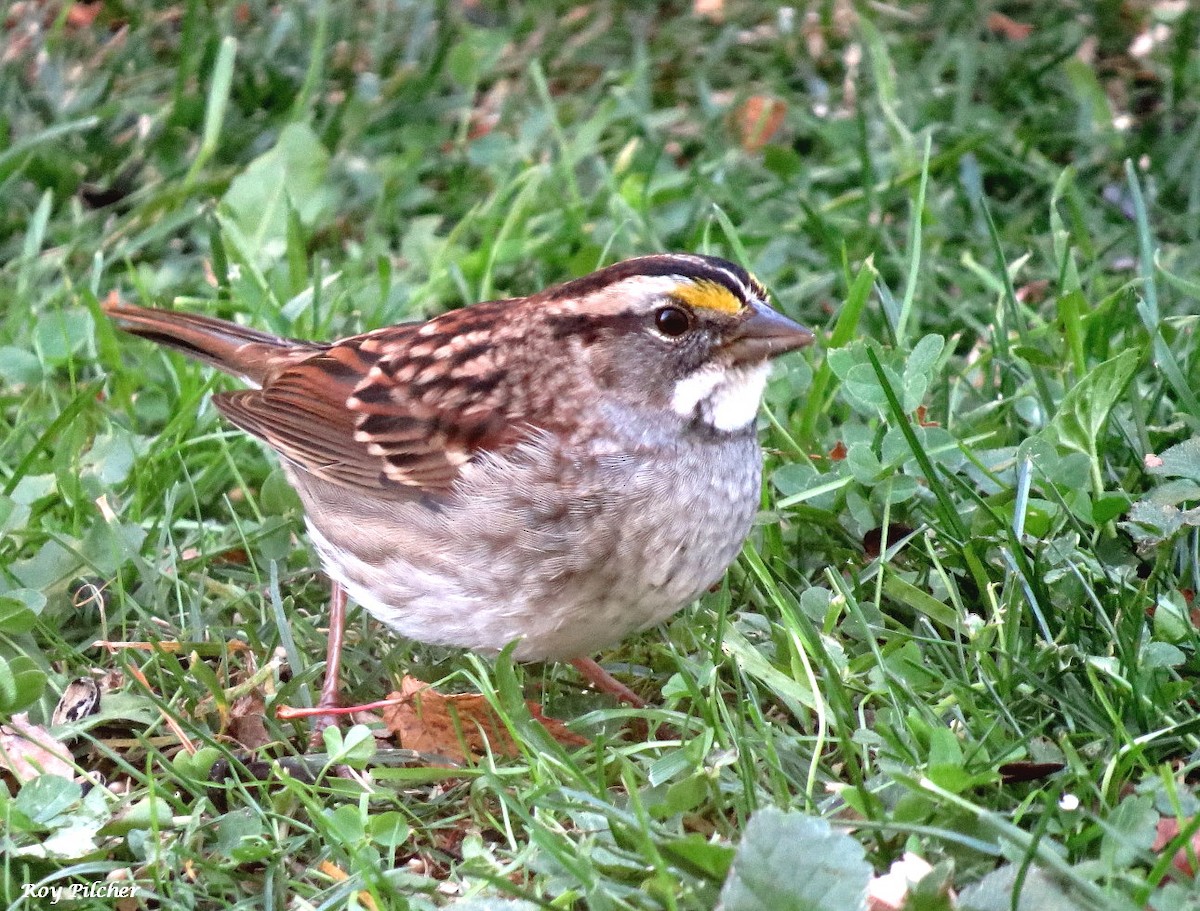 White-throated Sparrow - ML643658427