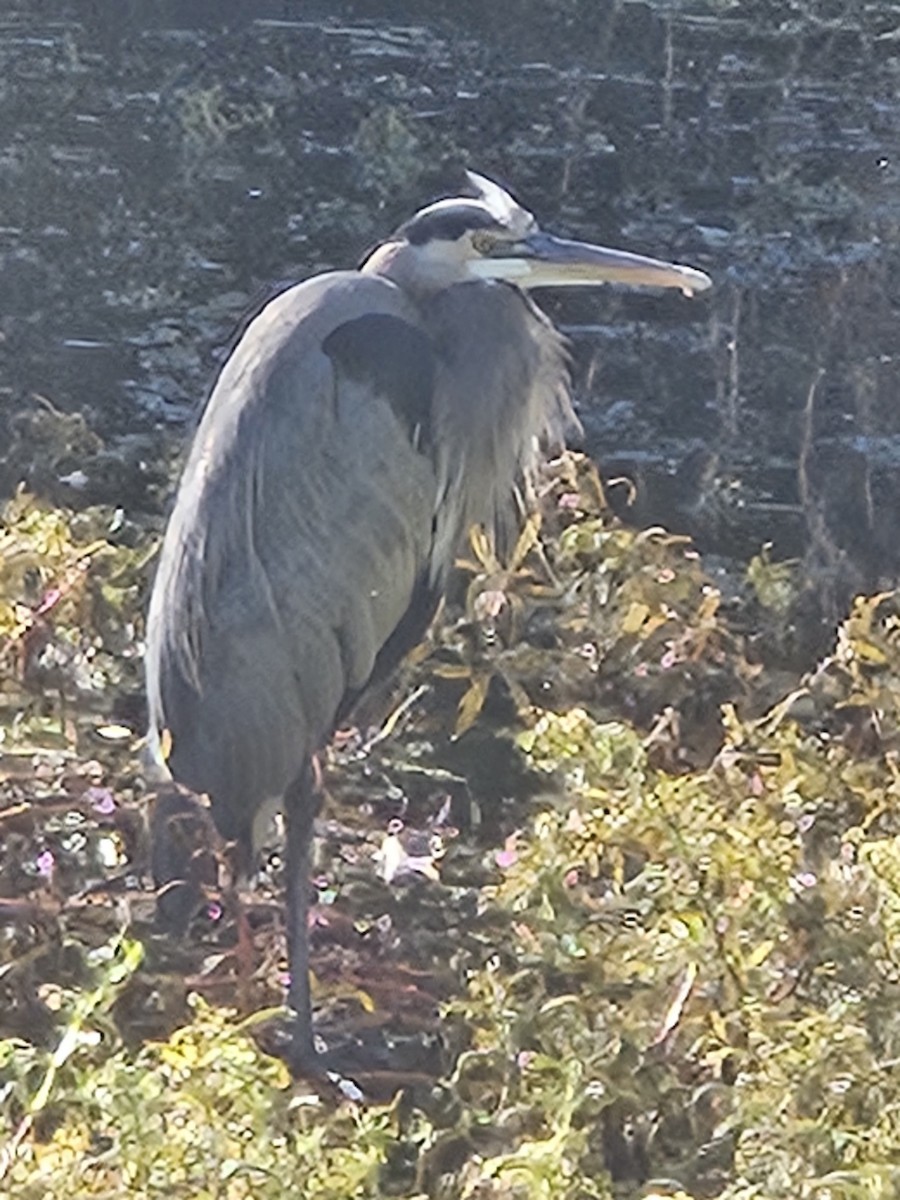 Great Blue Heron - ML643658434