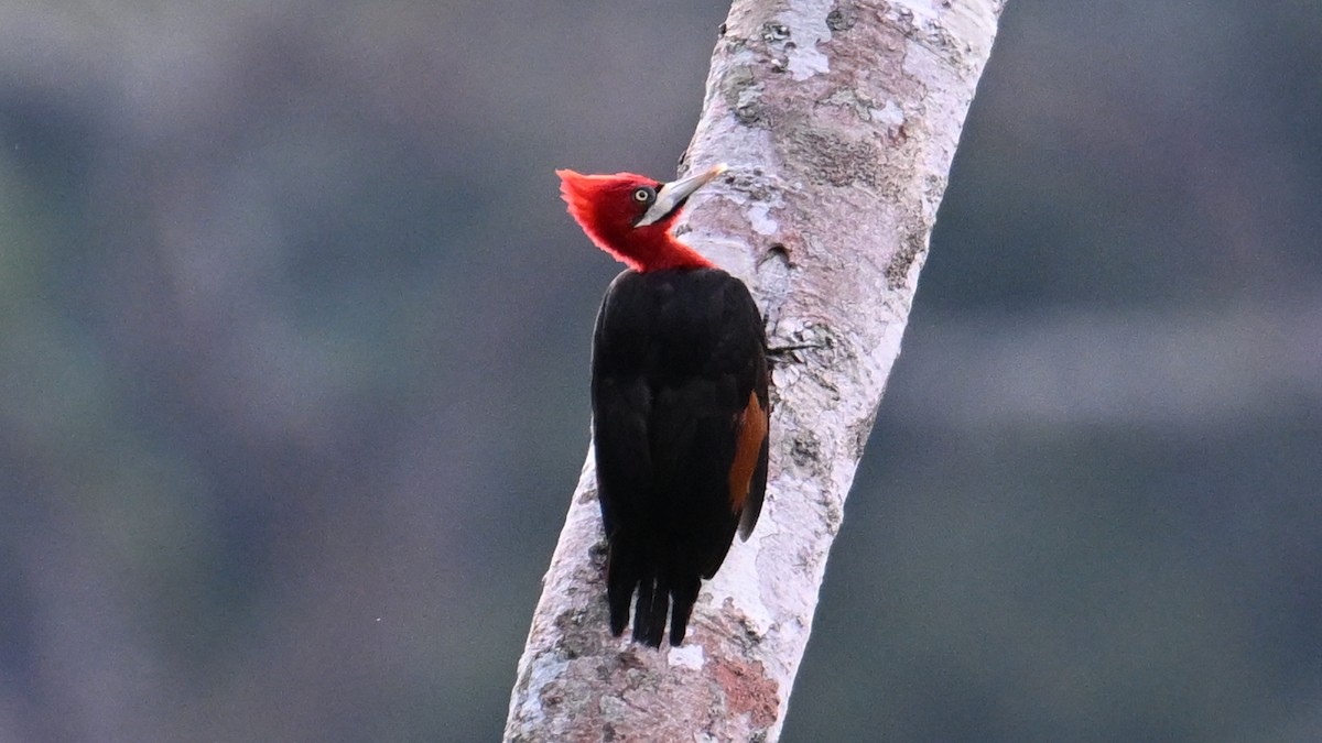 Red-necked Woodpecker - ML643658446