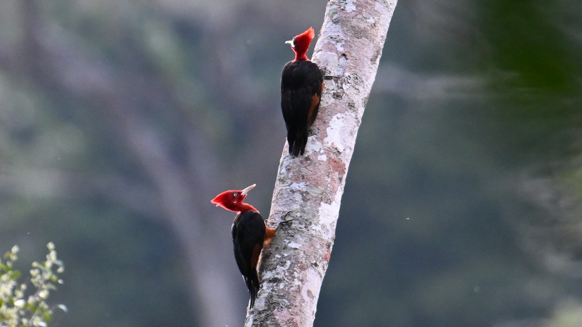 Red-necked Woodpecker - ML643658453