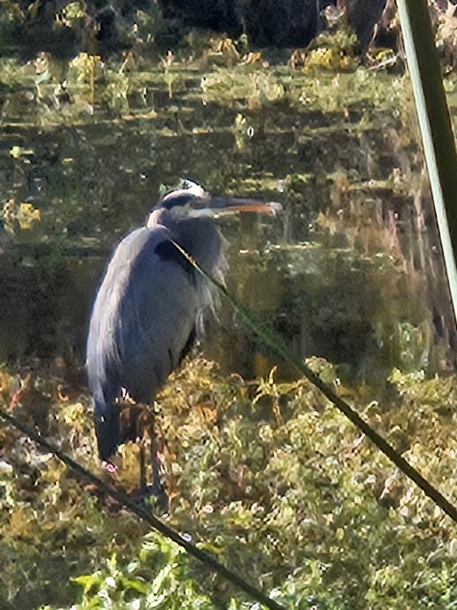 Great Blue Heron - ML643658473