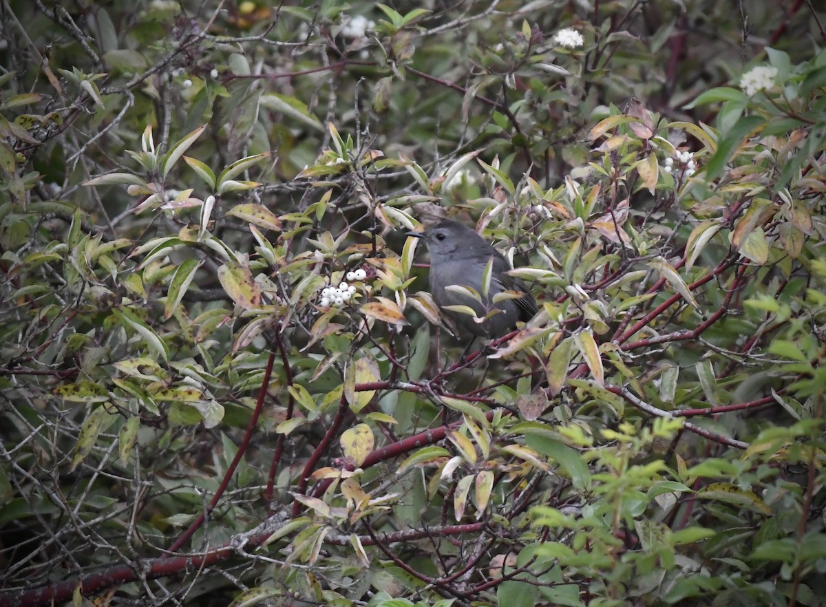Gray Catbird - ML643658480