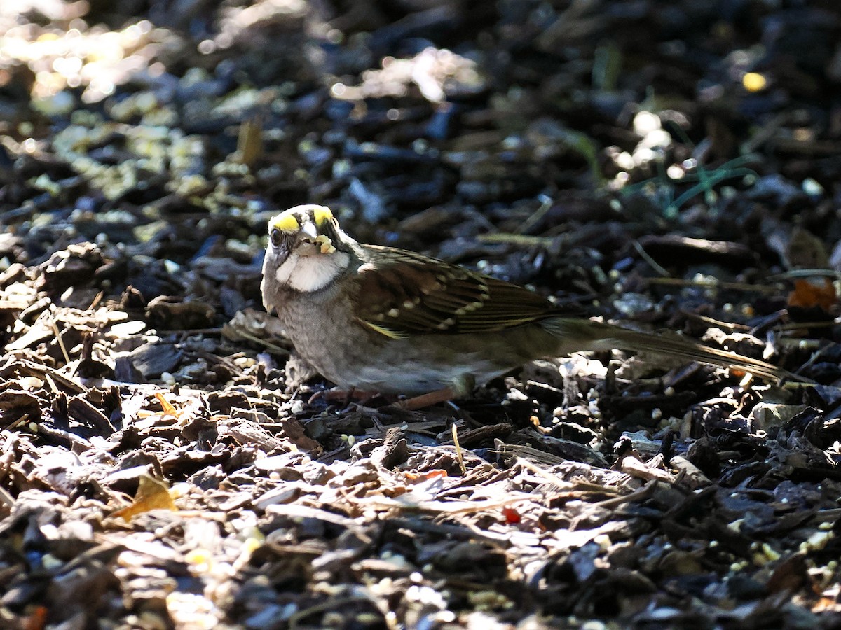White-throated Sparrow - ML643658485