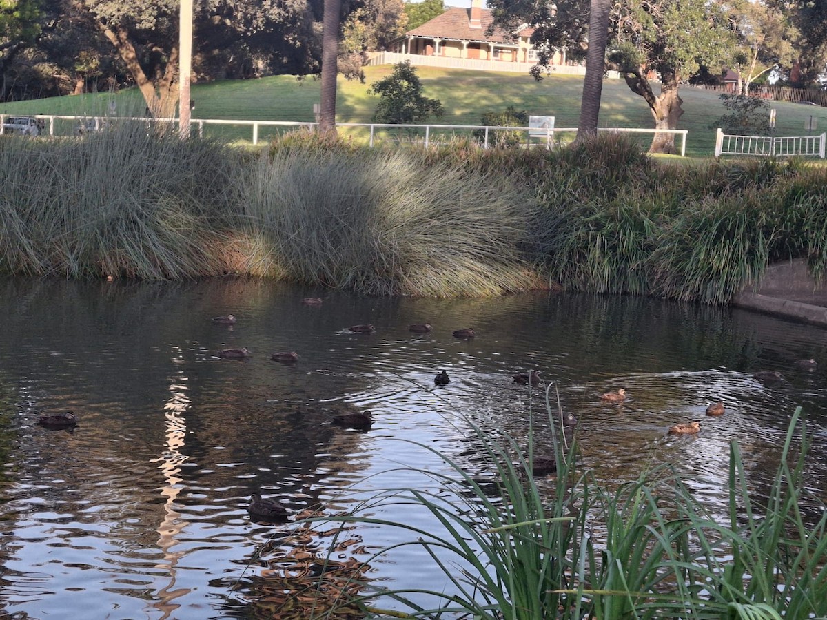 Pacific Black Duck - ML643658494