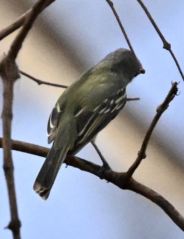 Greenish Elaenia - ML643658498
