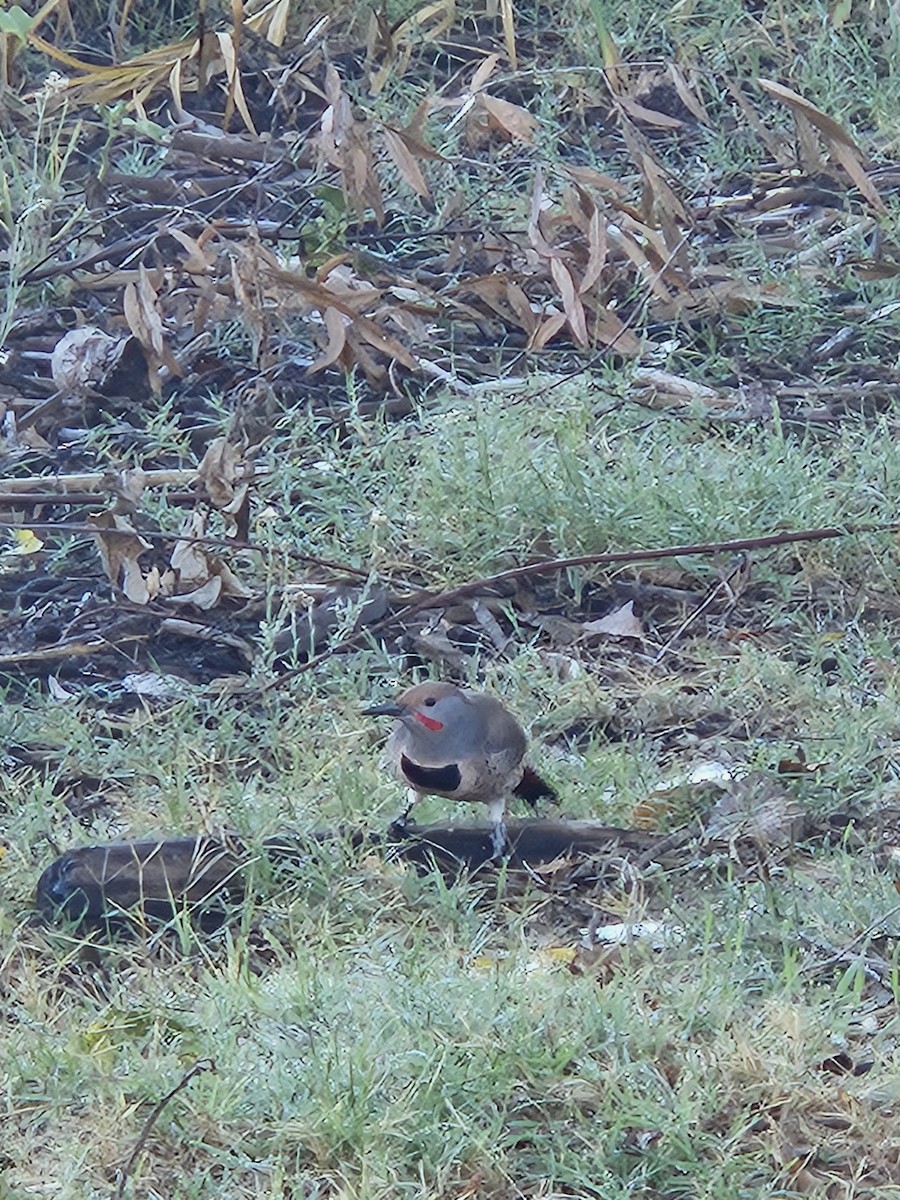 Northern Flicker (Red-shafted) - ML643658500