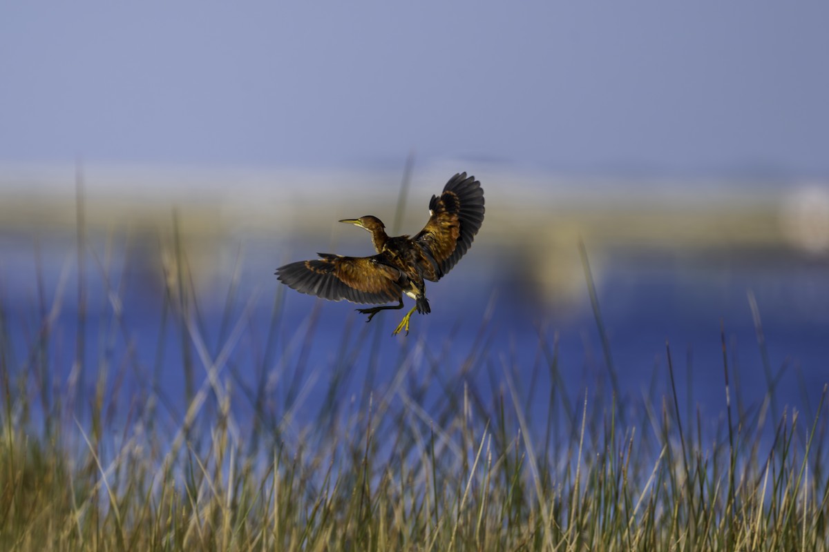 Least Bittern - ML643658503