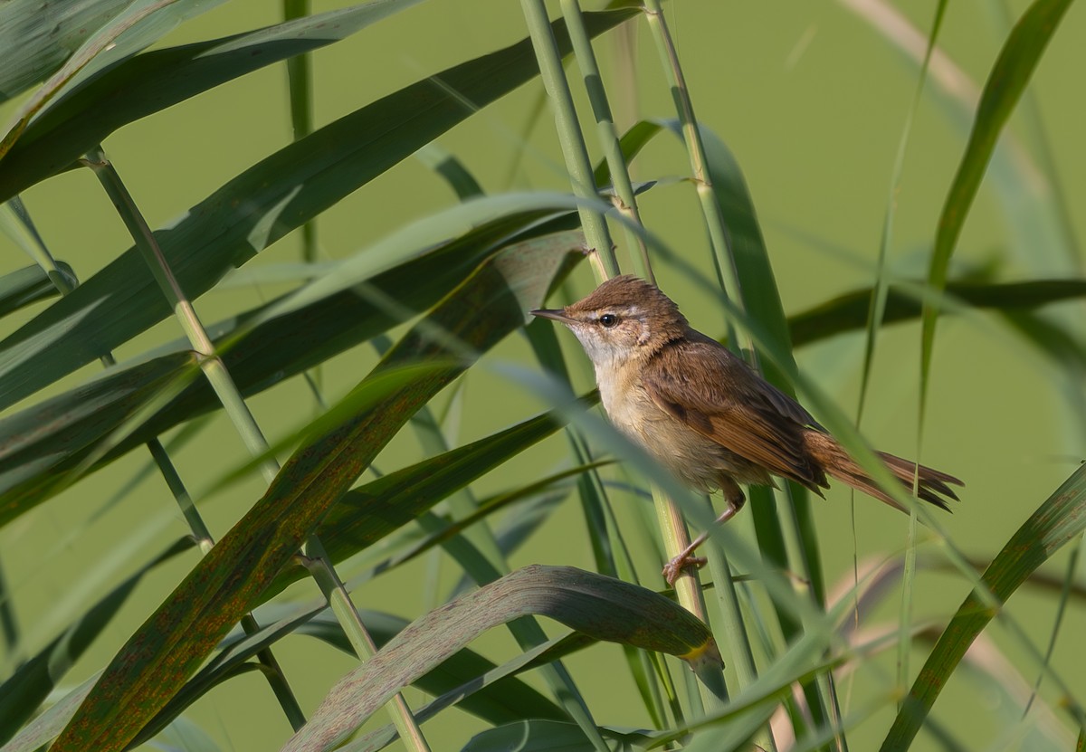 Paddyfield Warbler - ML643658505