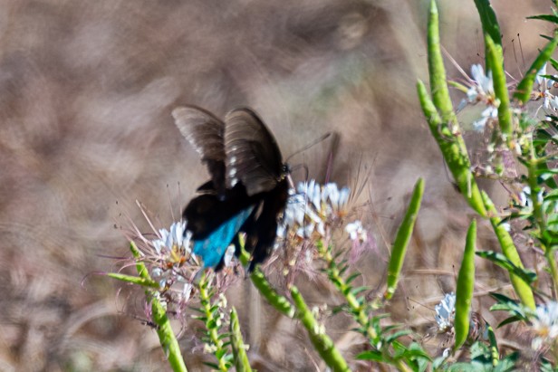 Pipevine Swallowtail - ML643658526