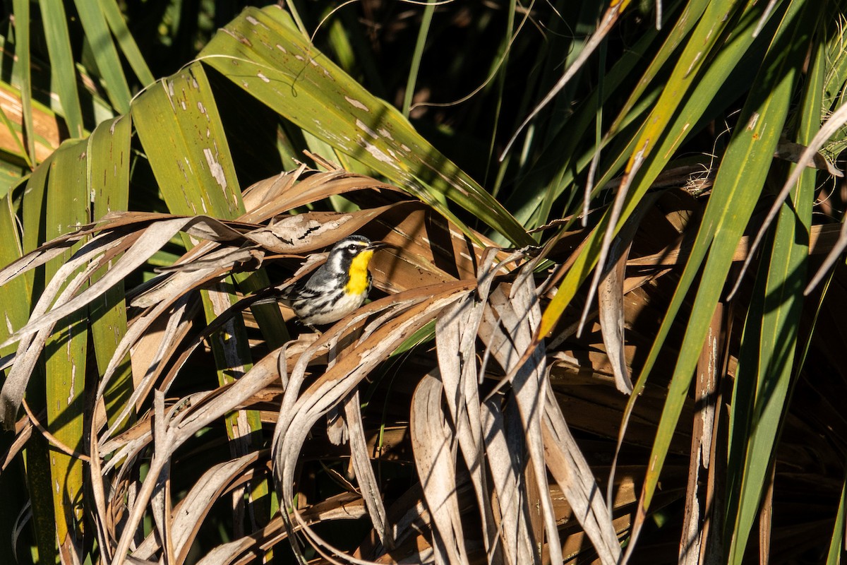 Yellow-throated Warbler - ML643658542