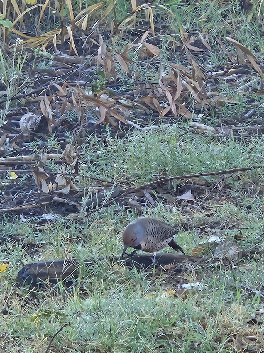 Northern Flicker (Red-shafted) - ML643658548