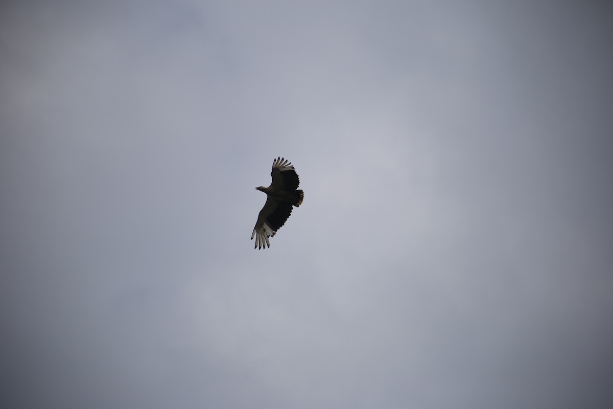 Palm-nut Vulture - ML643658550