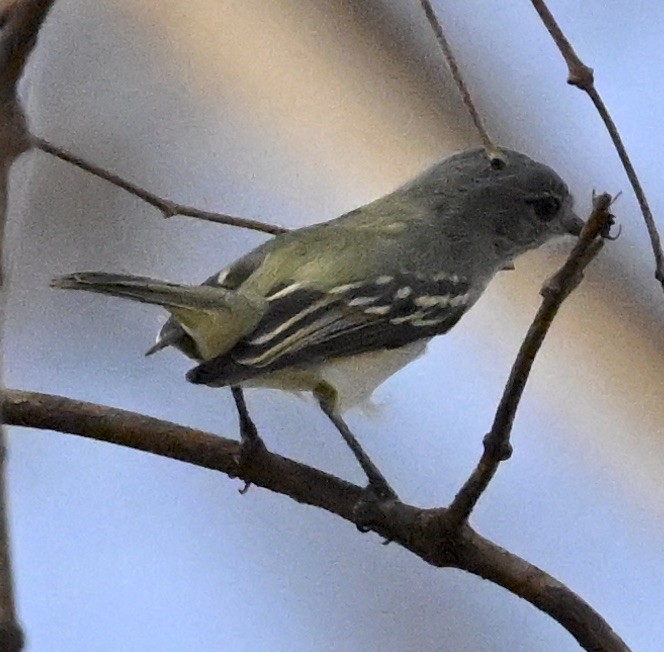 Greenish Elaenia - ML643658552