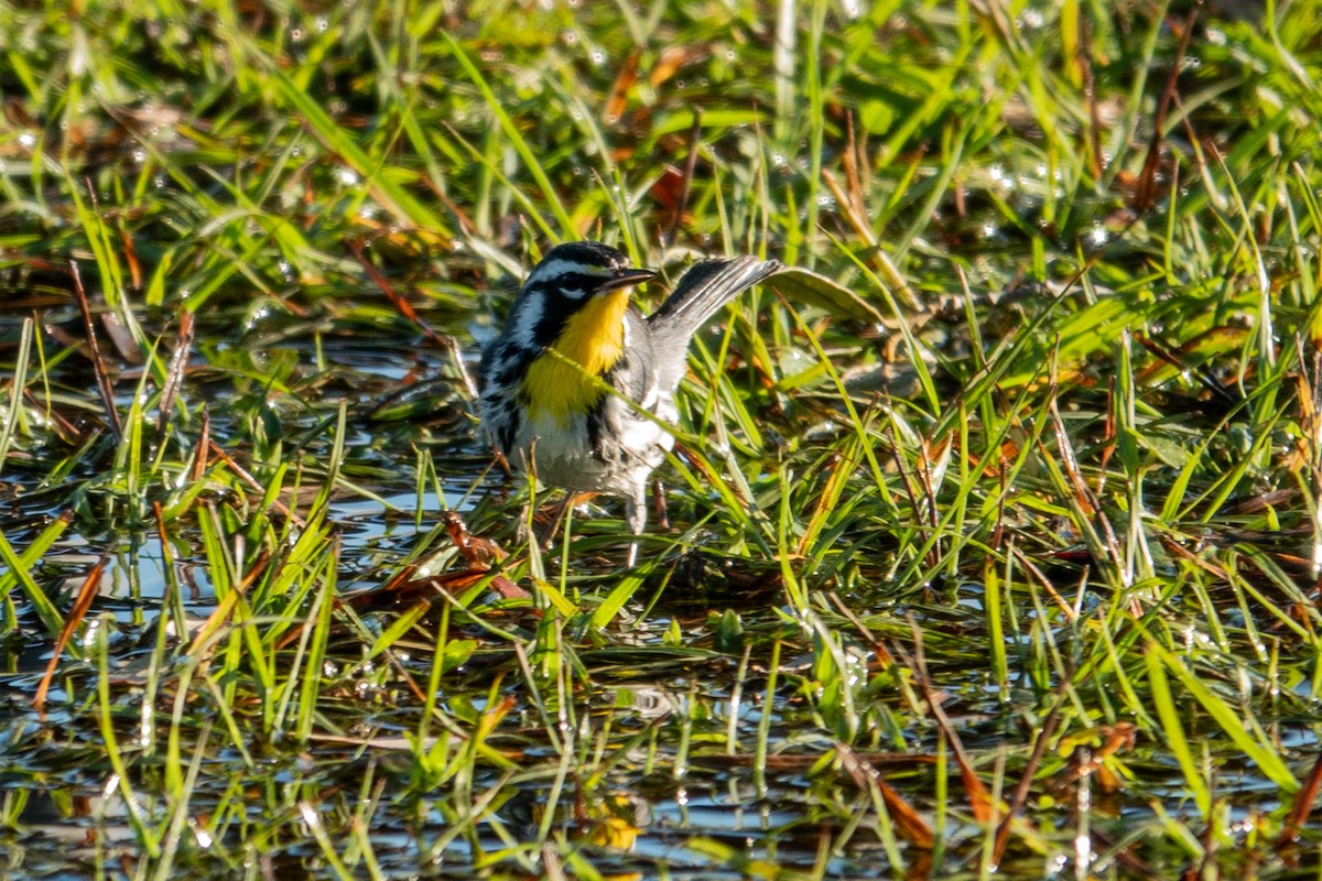 Yellow-throated Warbler - ML643658554