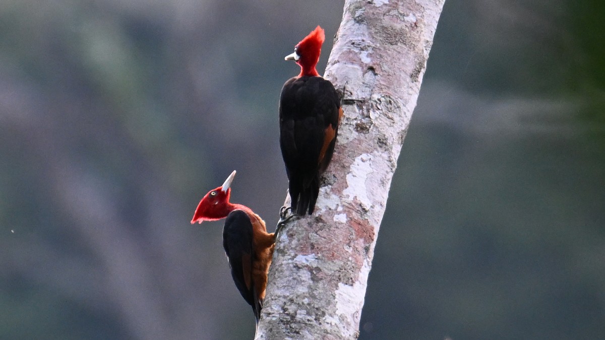 Red-necked Woodpecker - ML643658556