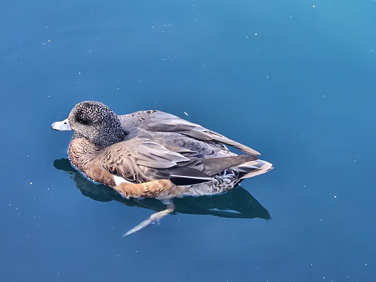 Fischione americano - ML643658557