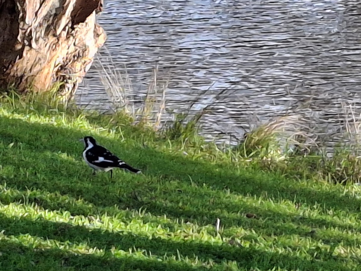 Magpie-lark - ML643658558
