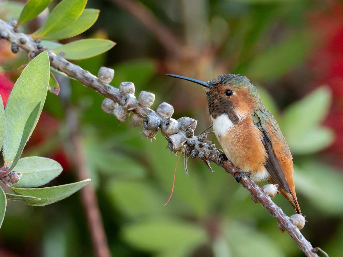 Allen's Hummingbird - ML643658578