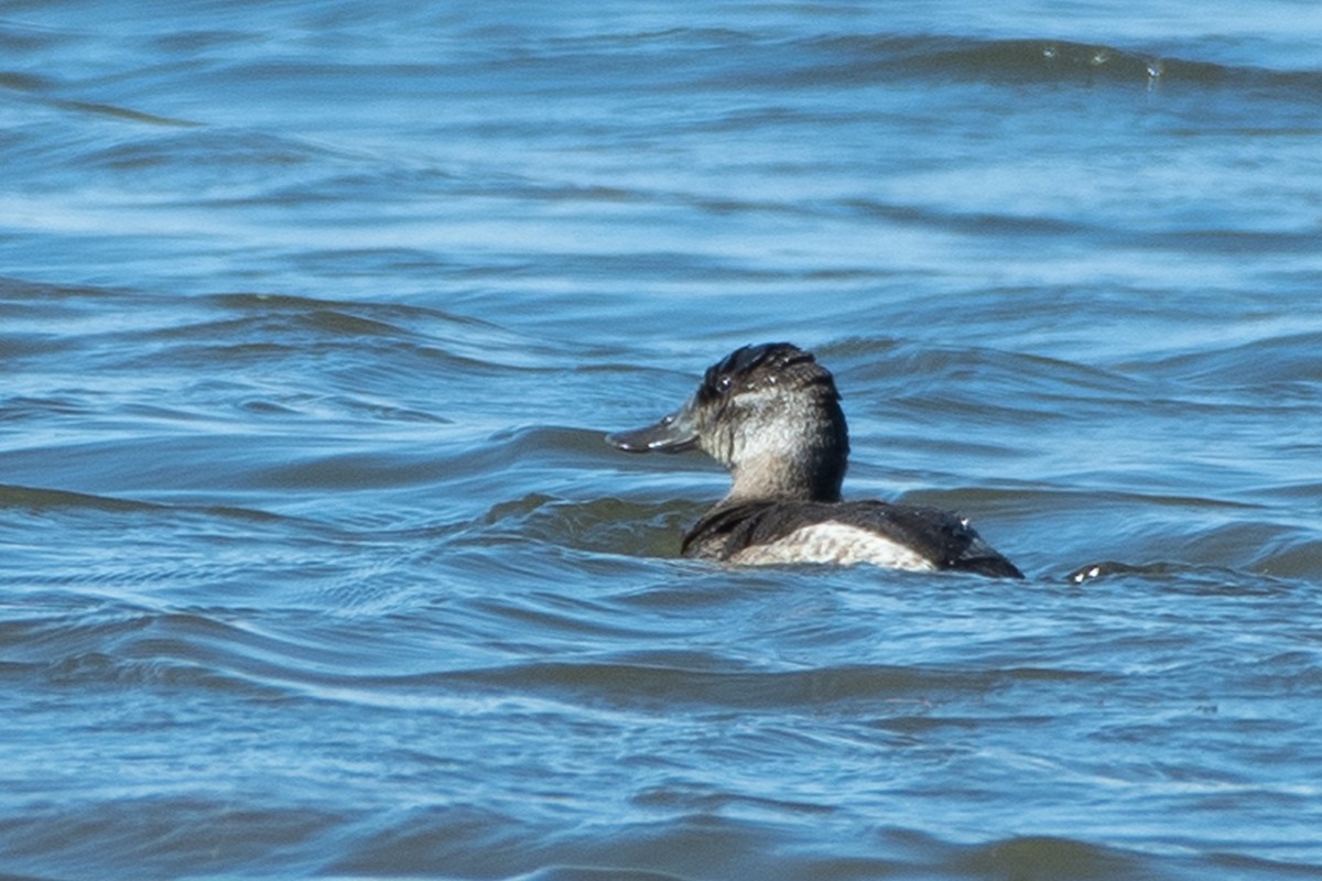 Ruddy Duck - ML643658579