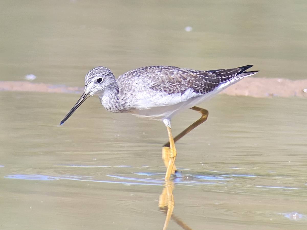 Greater Yellowlegs - ML643658580