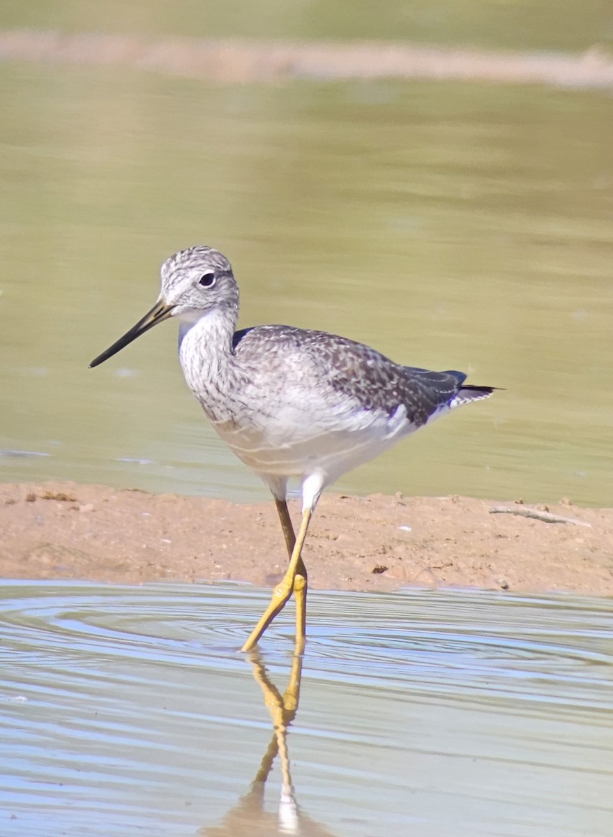 Greater Yellowlegs - ML643658584
