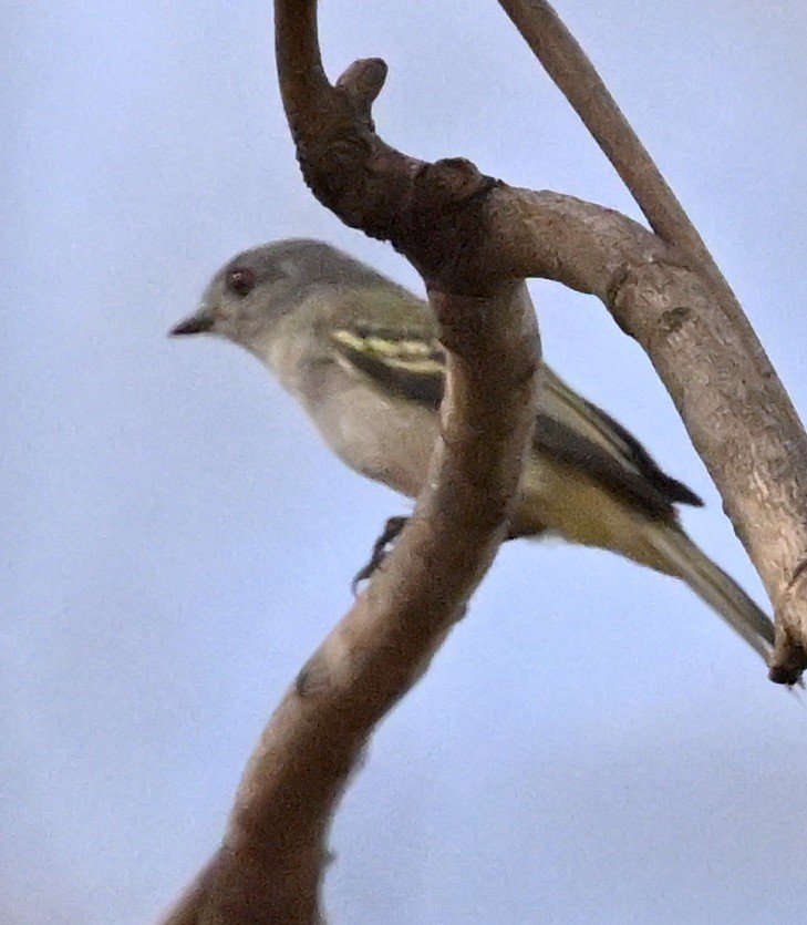 Greenish Elaenia - ML643658588