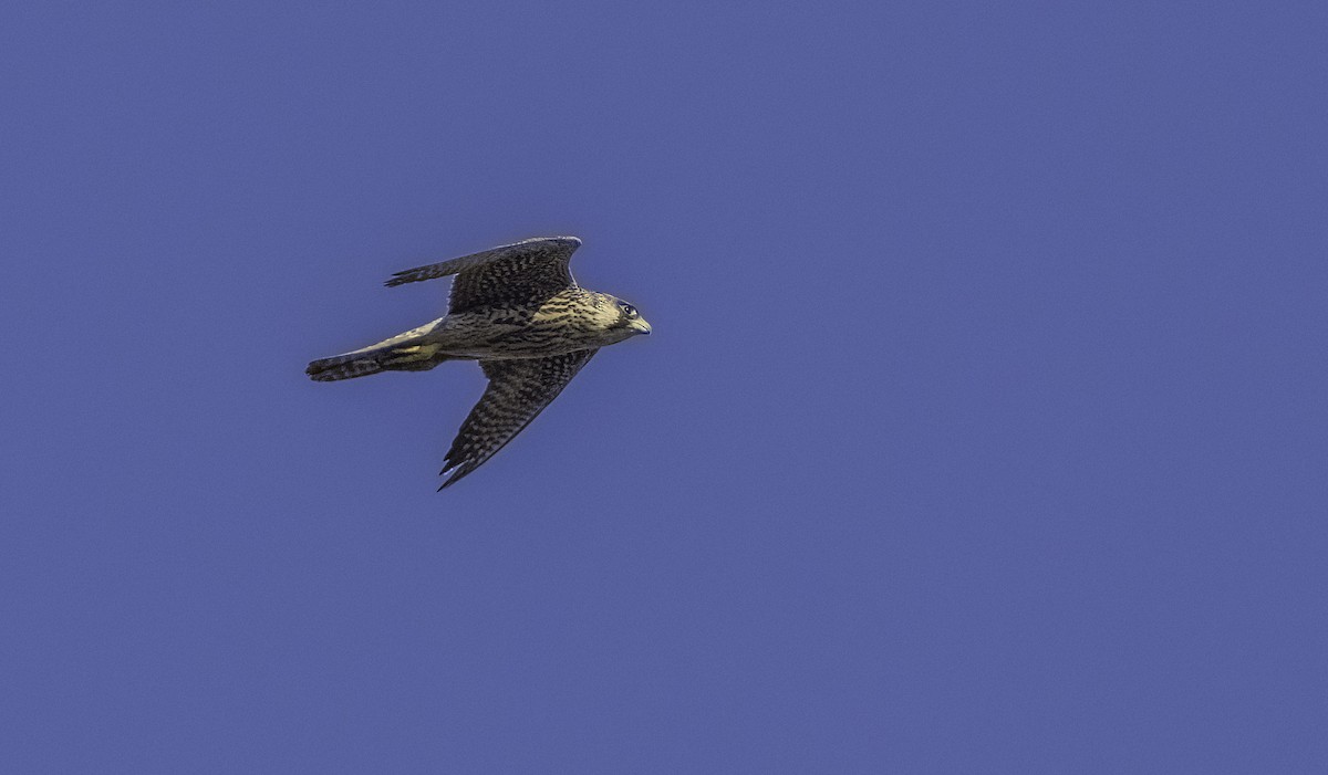 Faucon pèlerin - ML643658593