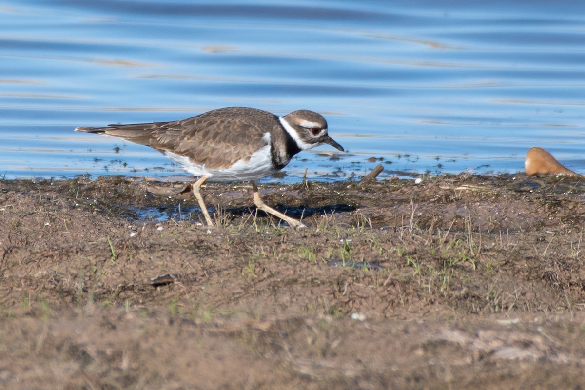 Killdeer - ML643658605