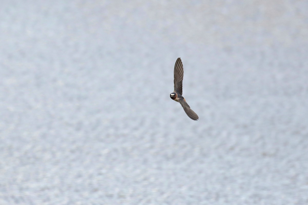 Cliff Swallow - ML643658615