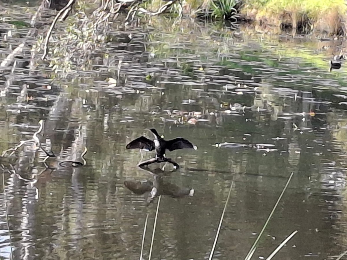 Little Black Cormorant - ML643658619