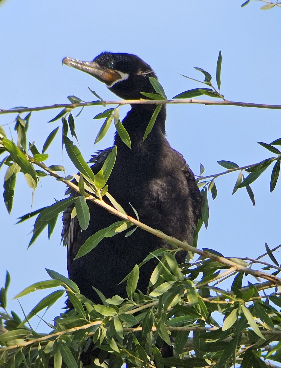 Neotropic Cormorant - ML643658621