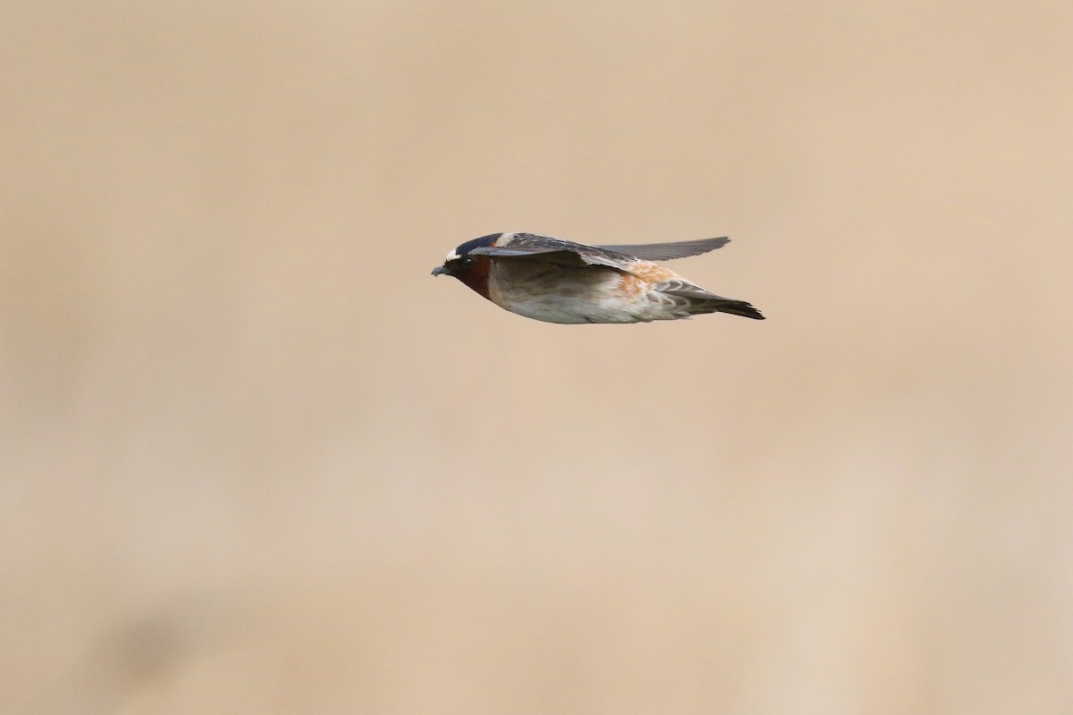 Cliff Swallow - ML643658623