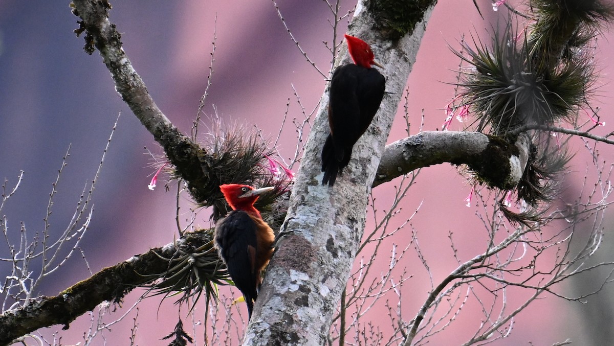 Red-necked Woodpecker - ML643658631