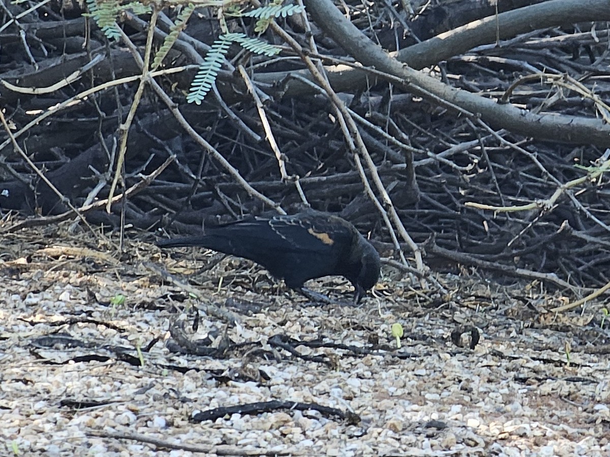Red-winged Blackbird - ML643658632