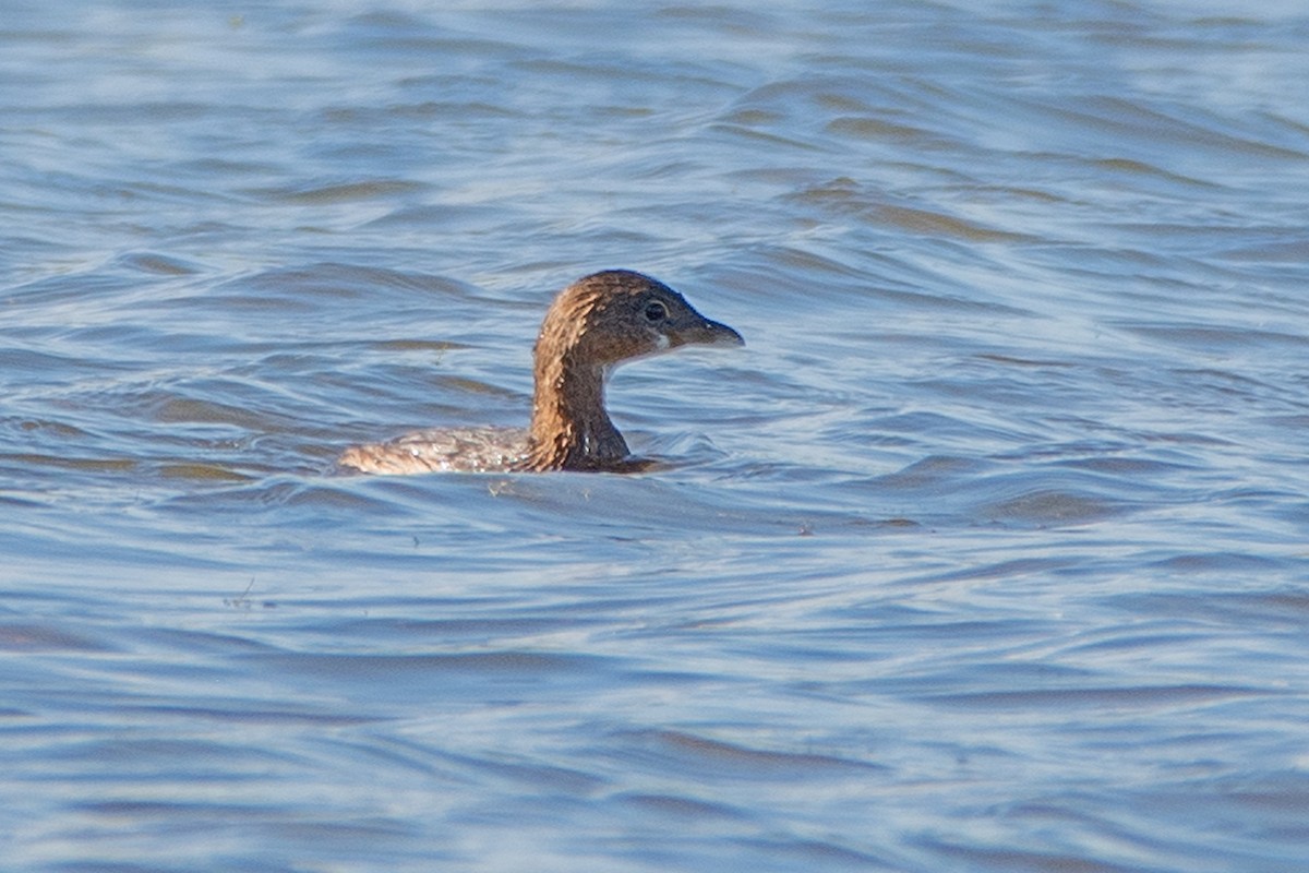 Pied-billed Grebe - ML643658633