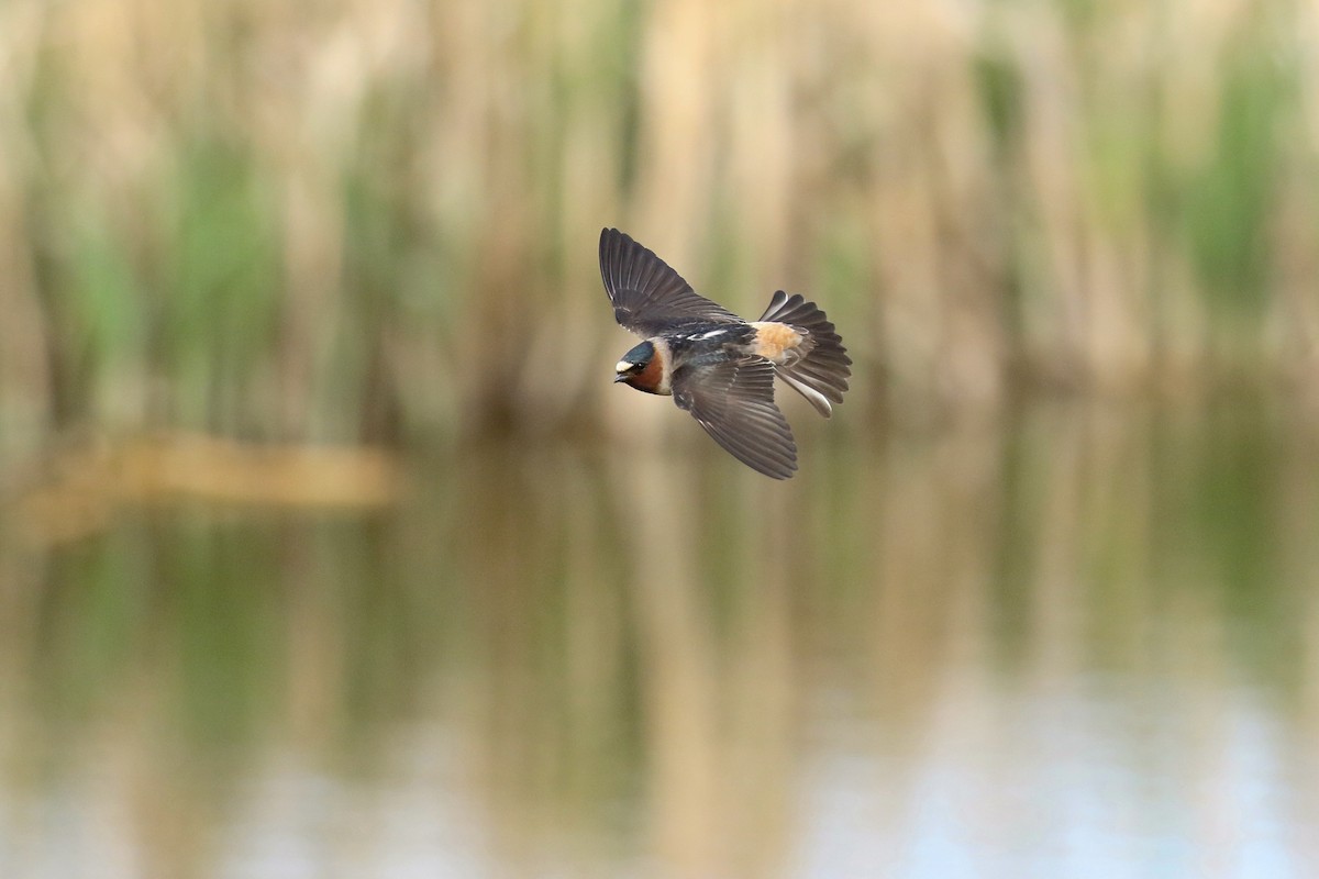 Cliff Swallow - ML643658634