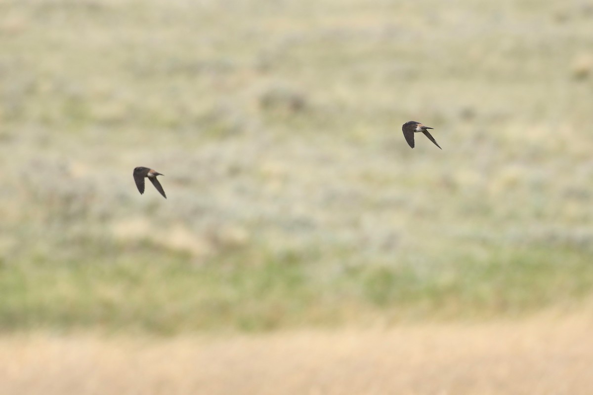 Cliff Swallow - ML643658638