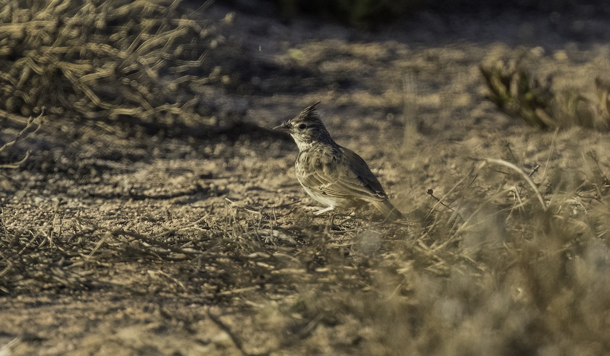 Thekla's Lark - ML643658651