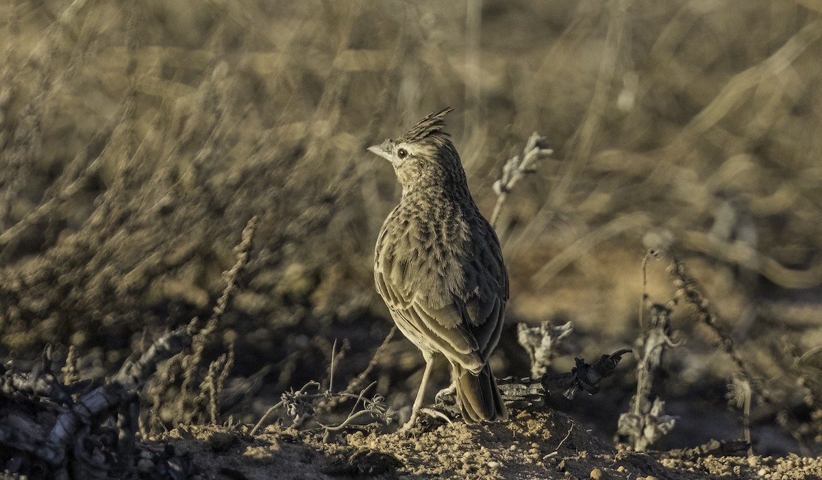 Thekla's Lark - ML643658653