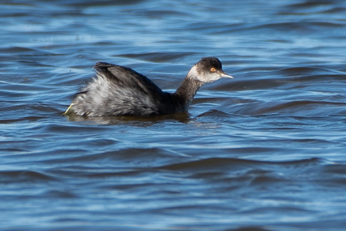 Eared Grebe - ML643658657