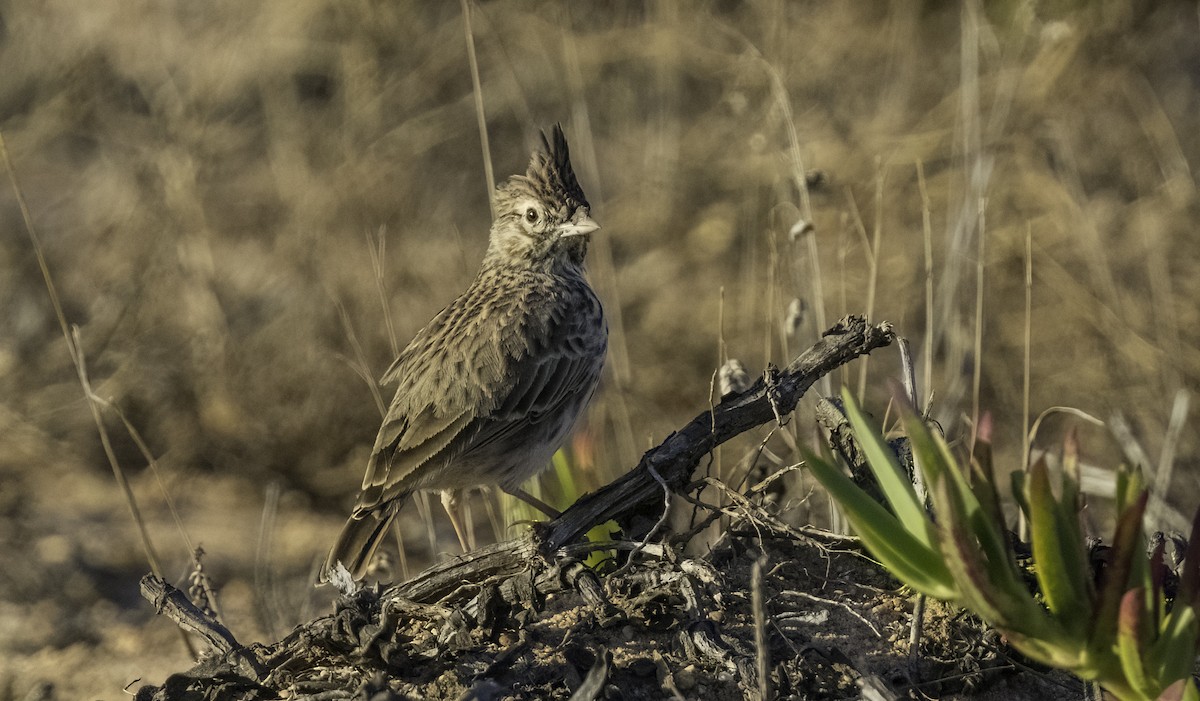 Thekla's Lark - ML643658658