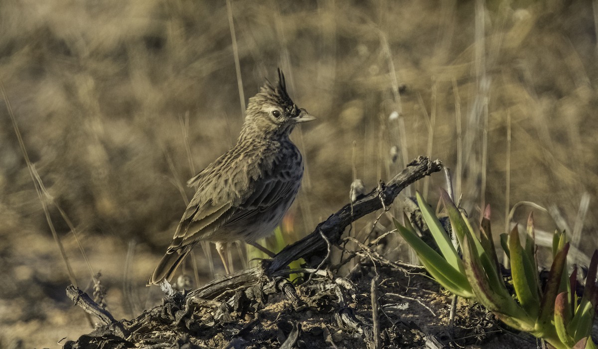 Thekla's Lark - ML643658659
