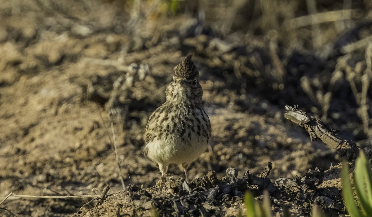 Thekla's Lark - ML643658663