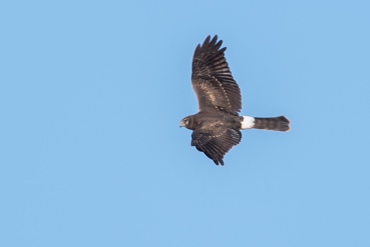 Northern Harrier - ML643658679