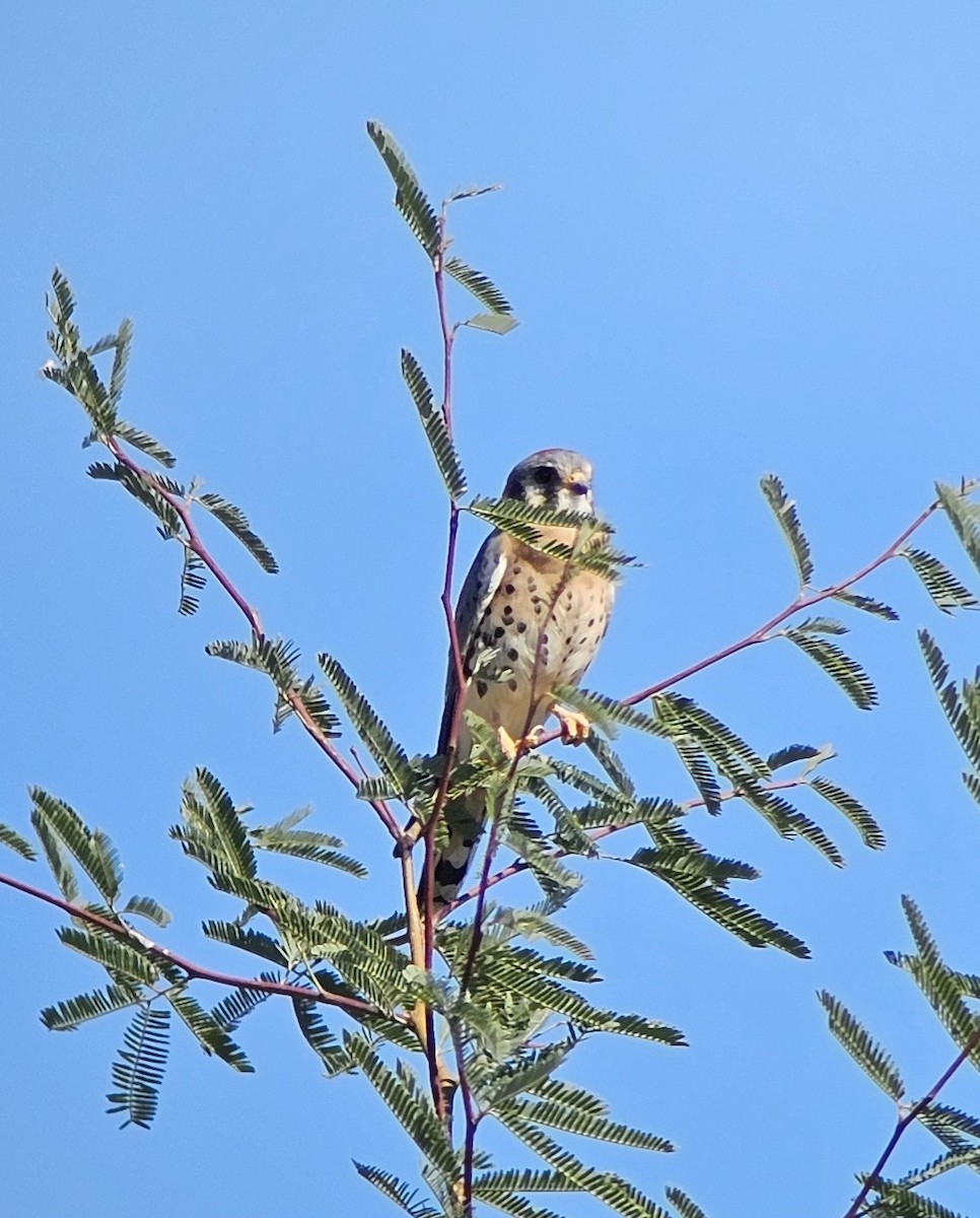 American Kestrel - ML643658690