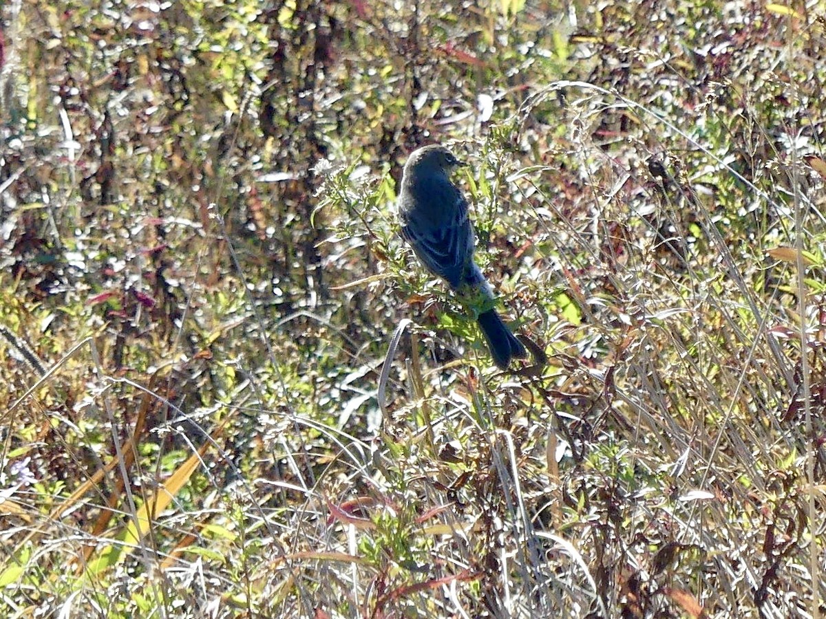 Yellow-rumped Warbler - ML643658747