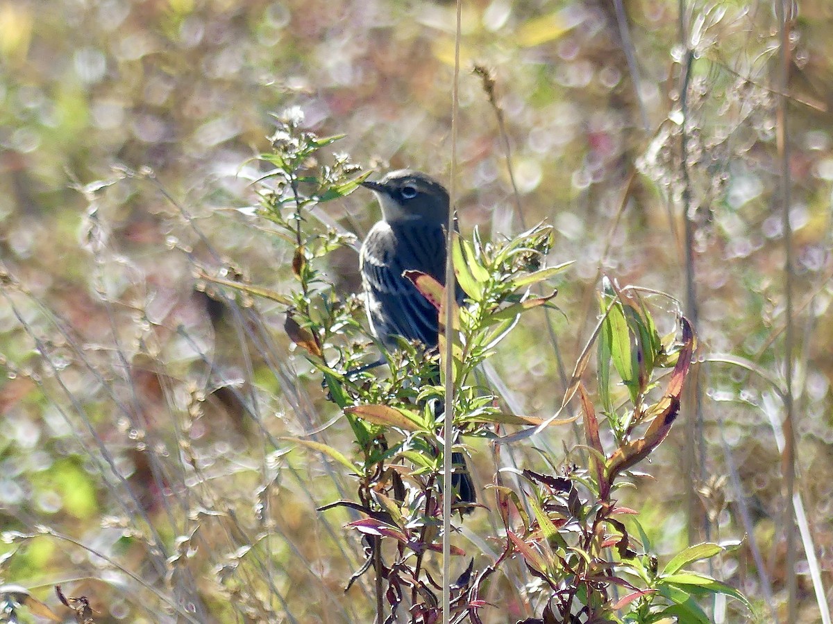 Yellow-rumped Warbler - ML643658748
