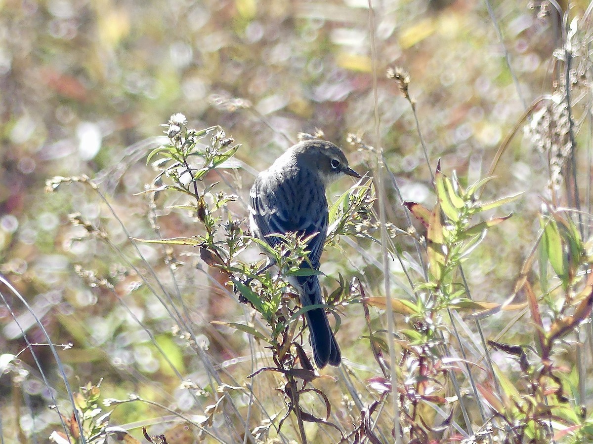 Yellow-rumped Warbler - ML643658749