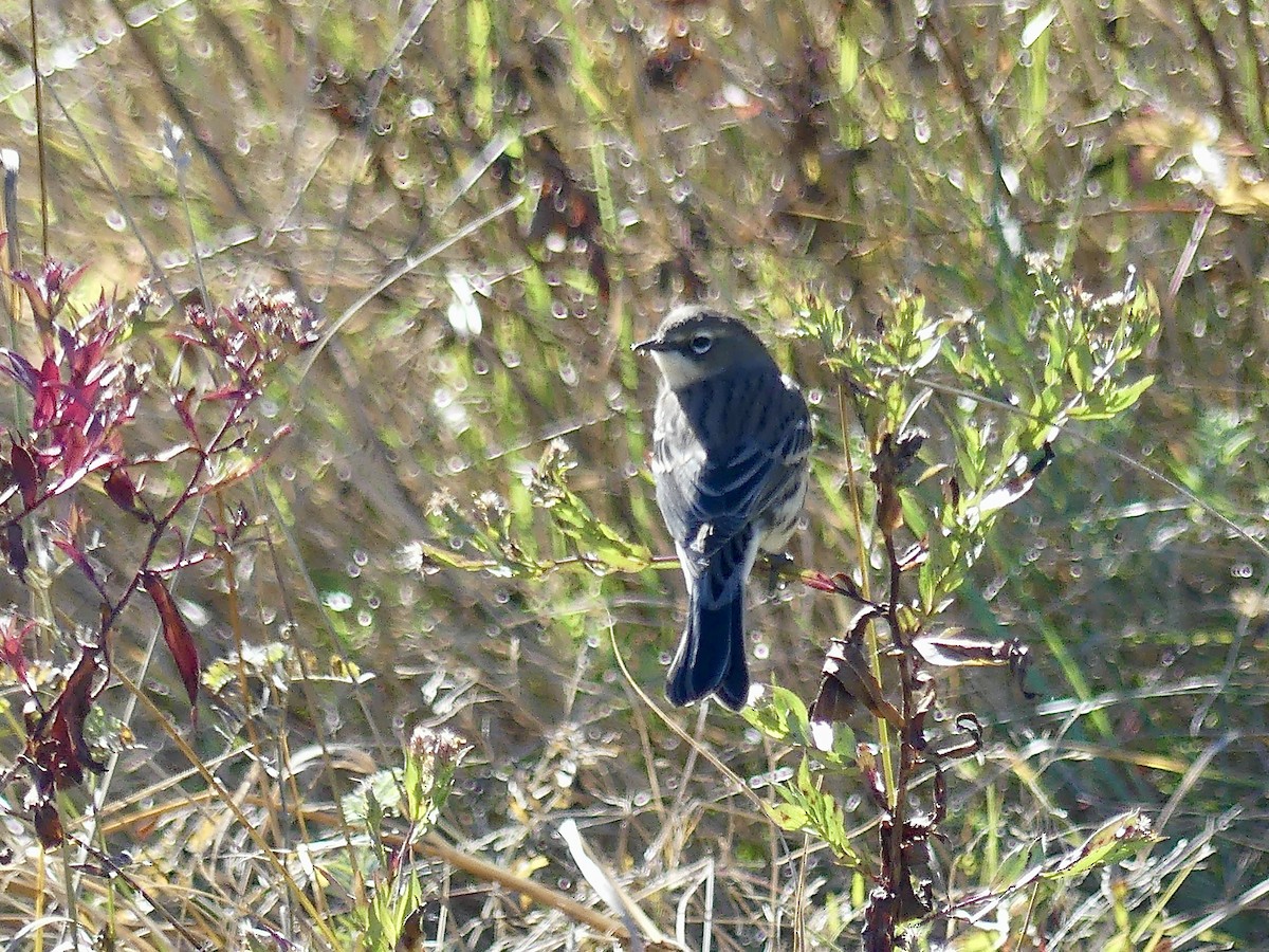 Yellow-rumped Warbler - ML643658750
