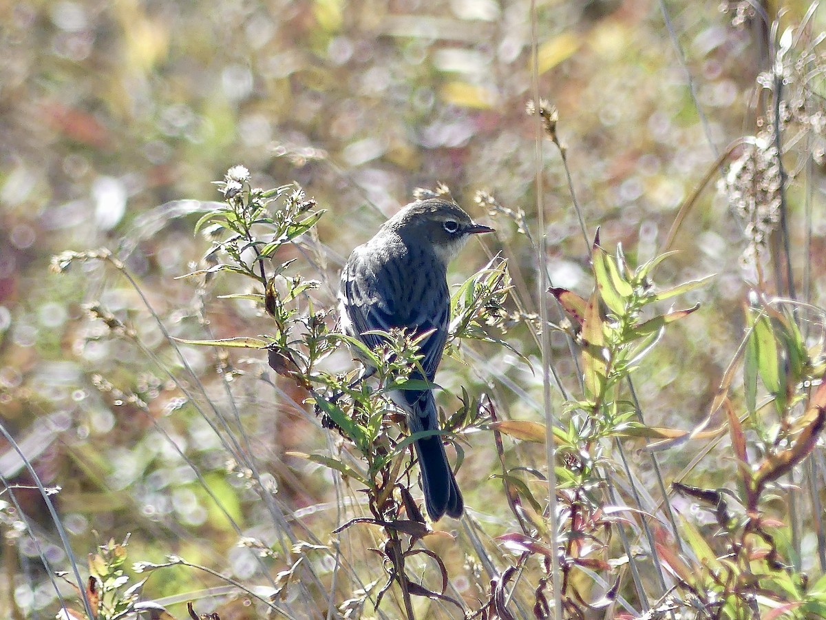 Yellow-rumped Warbler - ML643658751